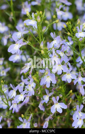 Lobelia erinus 'cascata Azure nebbia'. Lobelia "Azure nebbia' (Cascata serrières), fioritura in una cesta appesa in un giardino inglese, tarda estate, REGNO UNITO Foto Stock