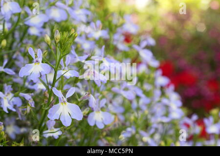 Lobelia erinus 'cascata Azure nebbia'. Lobelia "Azure nebbia' (Cascata serrières), fioritura in una cesta appesa in un giardino inglese, tarda estate, REGNO UNITO Foto Stock