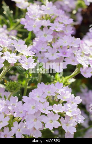 La verbena 'azteco Magia d'Argento" trailing verbena fiori in una cesta appesa, estate, REGNO UNITO Foto Stock