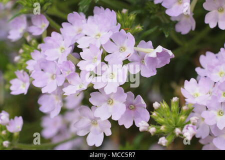 La verbena 'azteco Magia d'Argento" trailing verbena fiori in una cesta appesa, estate, REGNO UNITO Foto Stock