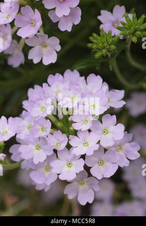 La verbena 'azteco Magia d'Argento" trailing verbena fiori in una cesta appesa, estate, REGNO UNITO Foto Stock