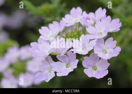 La verbena 'azteco Magia d'Argento" trailing verbena fiori in una cesta appesa, estate, REGNO UNITO Foto Stock