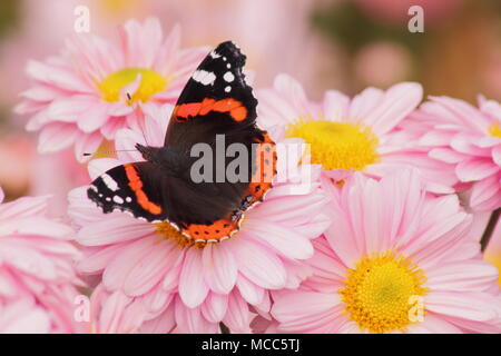 Red Admiral butterfly (Vanessa Atalanta) su crisantemo 'nozze Enbee' fiore in un giardino inglese, tarda estate,UK Foto Stock