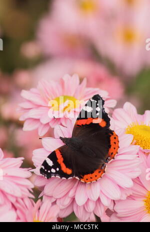 Red Admiral butterfly (Vanessa Atalanta) su crisantemo 'nozze Enbee' fiore in un giardino inglese, tarda estate,UK Foto Stock