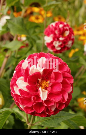 Dahlia guerra dei Roses' bi-colore fiore in pieno boom, tarda estate ,REGNO UNITO Foto Stock