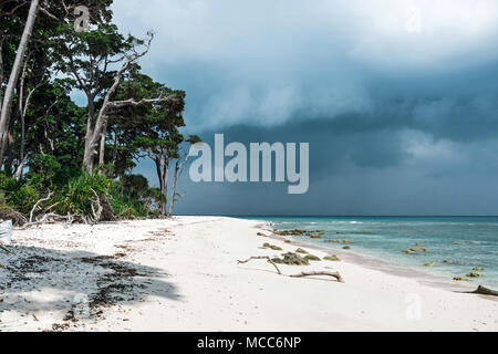 Verde giungla tropicale con la foresta di piegarsi Beach, Neil, isole Andaman, India. Una giungla tropicale seascape. Pura sabbia bianca su una spiaggia esotica. stor Foto Stock