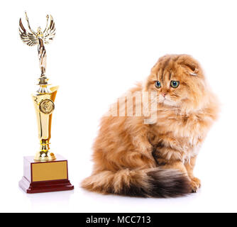 Scottish Fold cat Foto Stock