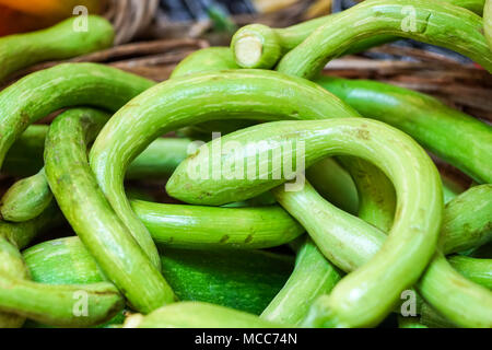 Zucche di verde in una fattoria durante la stagione di raccolta Foto Stock