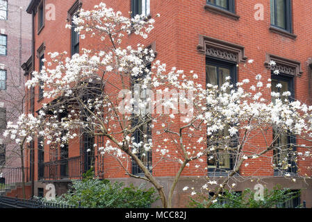 Bianco Fiori Ciliegio (Prunus avium) su un albero giovane in Brooklyn Heights in NYC Foto Stock