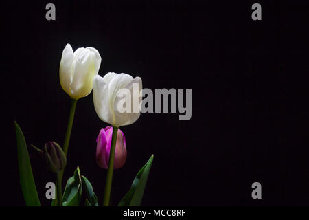 Gruppo di tulipani bianco sotto una luce fioca su sfondo nero Foto Stock