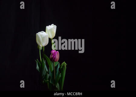Gruppo di tulipani sotto una luce fioca su sfondo nero (framing centro sinistra) Foto Stock