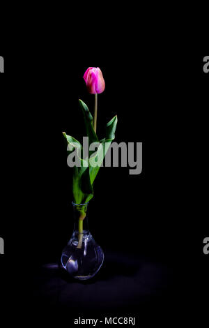 Pink Tulip sotto una luce fioca su sfondo nero (framing verticale) Foto Stock