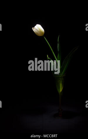 Tulipano bianco sotto una luce fioca su sfondo nero (framing verticale) Foto Stock