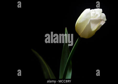 White Tulip ritratto closeup sotto una luce fioca su sfondo nero (framing orizzontale) Foto Stock