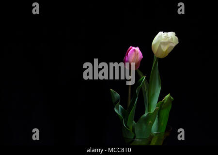 Rosa e Bianco Tulip ritratto sotto una luce fioca su sfondo nero (framing orizzontale) Foto Stock