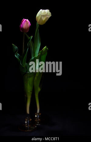 Rosa e Bianco Tulip sotto una luce fioca su sfondo nero (framing verticale) Foto Stock