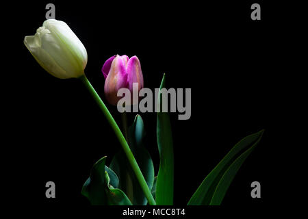 Rosa e Bianco Tulip ritratto sotto una luce fioca su sfondo nero (framing orizzontale) Foto Stock
