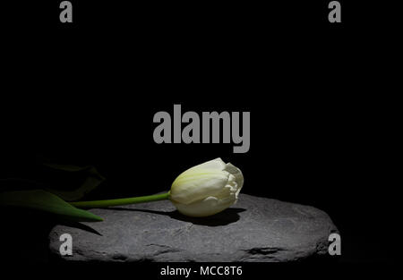 Tulipano bianco sulla pietra sotto una luce fioca su sfondo nero (framing orizzontale) Foto Stock