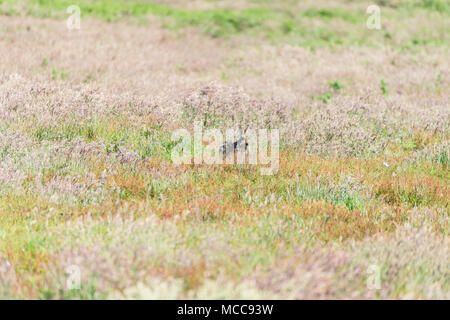 Atlantic Puffin in piedi nella parte anteriore del foro di coniglio nido in Isola Skomer Pembrokeshire West Wales UK Foto Stock