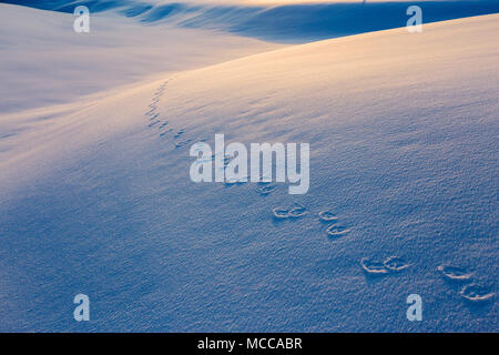 Impronte di lepre bianca sulla neve al tramonto. Alpe di Siusi Altopiano di montagna in Val Gardena Dolomiti. Stagione invernale, Alpi Italiane. L'Europa. Foto Stock