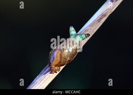 Verde-broodsac nastrati, Leucochloridium paradoxum, un worm parassita vivono in comunità ambra lumaca, Leucochloridium paradoxum Foto Stock