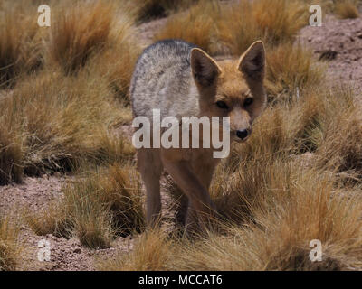 Fox andina, il Deserto di Atacama, nei pressi di San Pedro, Cile, America del Sud. Foto Stock