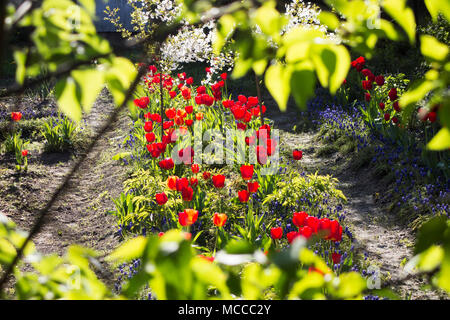Fiore giardino privato aiuole di fiori di tulipani in primavera. Primo piano - blured albero verde foglie. Foto Stock