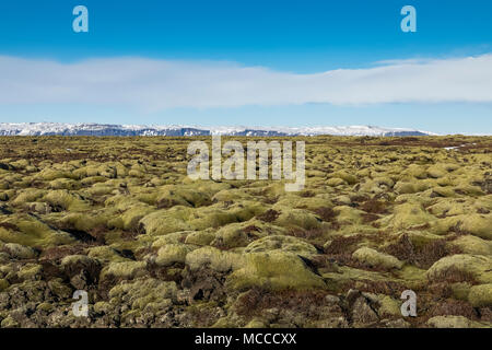 Moss-coperta di lava di Eldhraun campo di lava, che è stata versata nel corso del Laki, aka Lakagígar, eruzione del 1783 dal vulcano Grímsvota, che Foto Stock