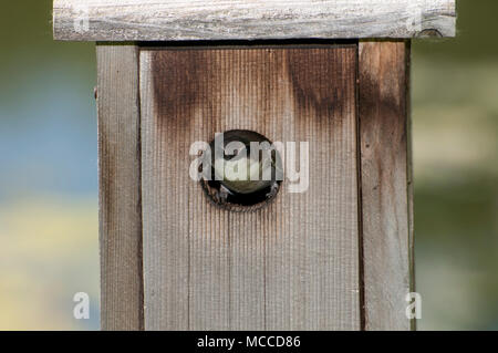 Little Canada, Minnesota. Gervais Park. Albero femmina Swallow, Tachycineta bicolor, guardando fuori dalla sua scatola di nidificazione. Foto Stock