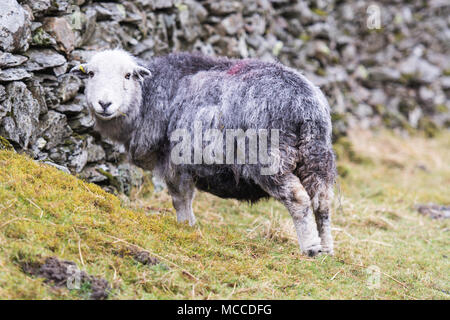 Una pecora herdwick guardando rotondo e sorridente alla fotocamera Foto Stock