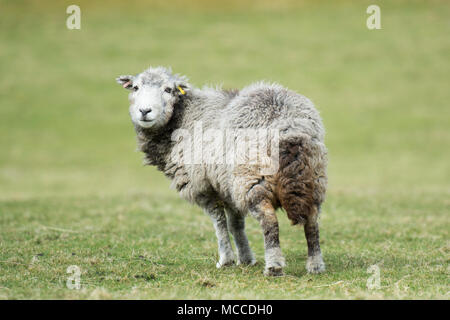 Un herdwick ovini Foto Stock