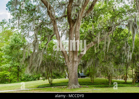 Southern Live Oak tree con muschio Spagnolo appesi da filiali di Audubon Park, New Orleans, Louisiana, Stati Uniti d'America. Nessun popolo, diurno la foto in orizzontale Foto Stock