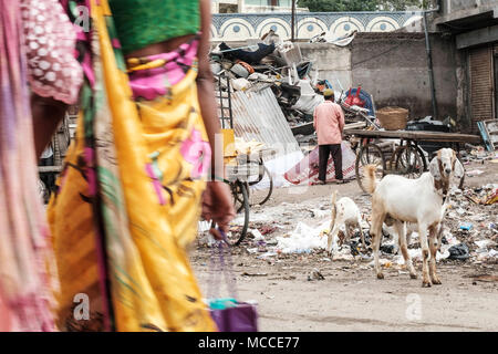 Capre di mangiare immondizia di plastica in un quartiere povero di una città indiana Foto Stock