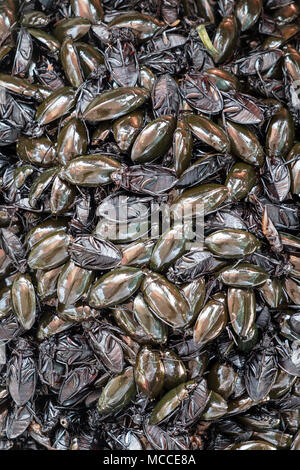 Acqua fritto coleotteri in vendita in corrispondenza di un bordo strada stallo in Cambogia Foto Stock