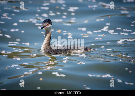 Un eared grebe nuota tra i caduti di fiori di ciliegio petali nel bacino di marea in Washington, DC. Foto Stock