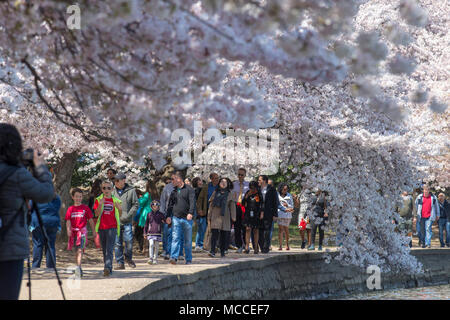 I visitatori a piedi al di sotto della bassa, blossom coperto rami di alberi di ciliegio che al bacino di marea a Washington DC. Foto Stock