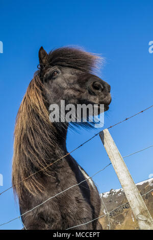 Cavallo islandese, un segno distintivo di razza conosciuta per la sua robustezza, la cordialità e il portamento insolito, ad una fattoria lungo la costa sud dell'Islanda Foto Stock