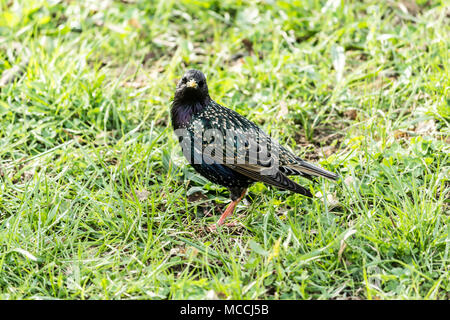 Starling, con uno splendido piumaggio, in cerca di cibo in erba verde. Foto per il sito circa la natura, gli animali, parchi e boschi. Foto Stock