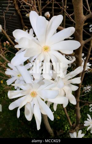 Star Magnolia, Magnolia stellata, bianco fiorisce in primavera Foto Stock