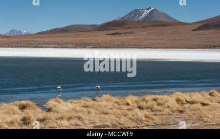 Fenicotteri nella laguna Hedionda, un lago salino in né Lípez Provincia, Potosí Department - trova nell'altipiano della Bolivia vicino a Uyuni distesa di sale Foto Stock