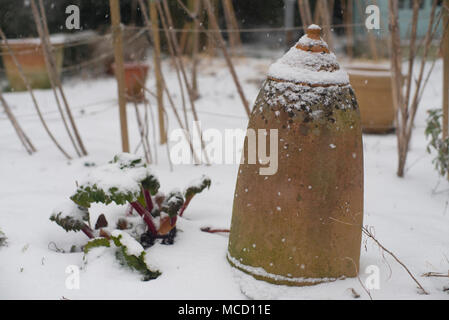 Rabarbaro forzatore su un grafico di vegetali in inverno Foto Stock