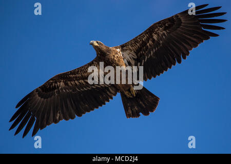 Un giovane aquila calva americana vola di fronte a un cielo blu sopra una palude di sale nel Connecticut. Foto Stock