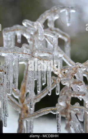 London, Ontario, Canada - 15 Aprile 2018: condizioni meteorologiche estreme hits Southern Ontario. Il congelamento della pioggia e forte vento causano interruzioni di alimentazione, strada collisioni e shock a erba vegetazione. Coperti di ghiaccio rami rompersi sotto carico pesante del ghiaccio. Tempesta di ghiaccio danni le linee di potenza lasciando migliaia di persone senza elettricità. Foto Stock