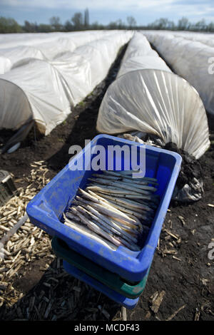 Chlumin, Repubblica Ceca. Xiv Apr, 2018. Fattoria stagionali lavoratori asparagi raccolto su un campo di una fattoria in Chlumin, Repubblica ceca, 14 aprile 2018. Credito: Ondrej Deml/CTK foto/Alamy Live News Foto Stock