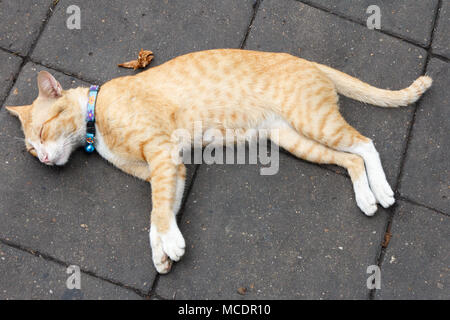 Lo zenzero gatto addormentato sul marciapiede, Bangkok, Thailandia Foto Stock