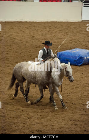 Un stallone bianco esegue trucchi al Calgary Stampede, Calgary, Alberta. La Calgary Stampede è un annuale rodeo, esposizioni e festival tenutosi sempre Foto Stock