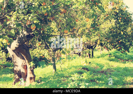 Paesaggio rurale immagine di alberi di arancio nella piantagione di agrumi. Vintage filtrata Foto Stock