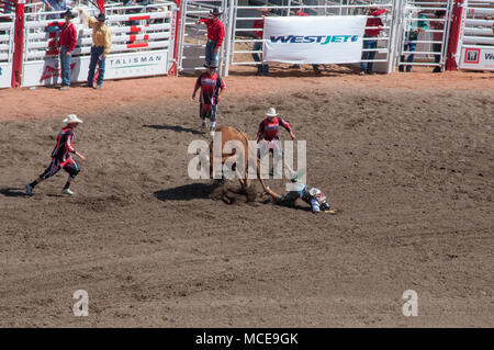 Una bull rider è gettato fuori da un toro durante il rodeo a Calgary Stampede, Calgary, Alberta. La Calgary Stampede è un annuale rodeo, esposizione e Foto Stock