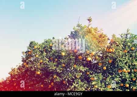 Paesaggio rurale immagine di alberi di arancio nella piantagione di agrumi. Vintage filtrata Foto Stock