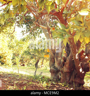 Paesaggio rurale immagine di alberi di arancio nella piantagione di agrumi. Vintage filtrata Foto Stock